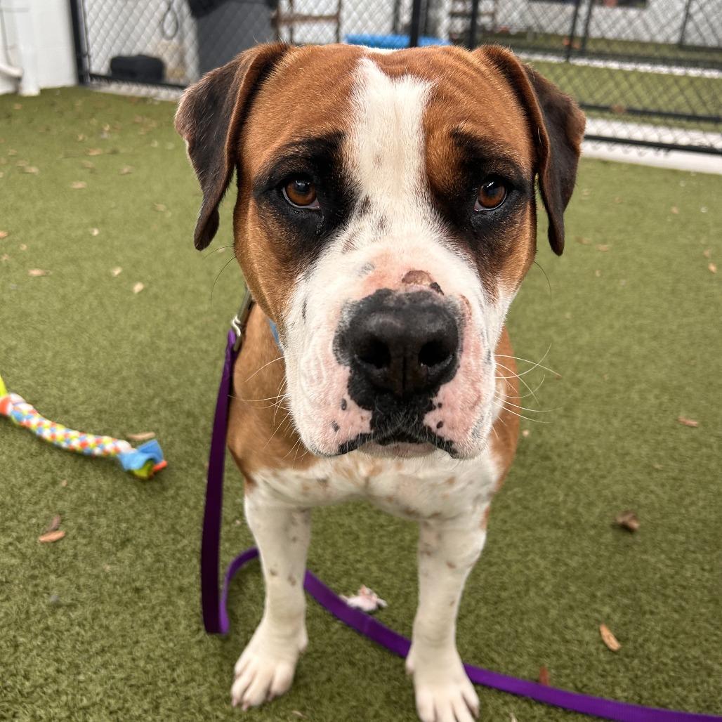 Roxy, Adoptable, Adult Female Mixed Breed.