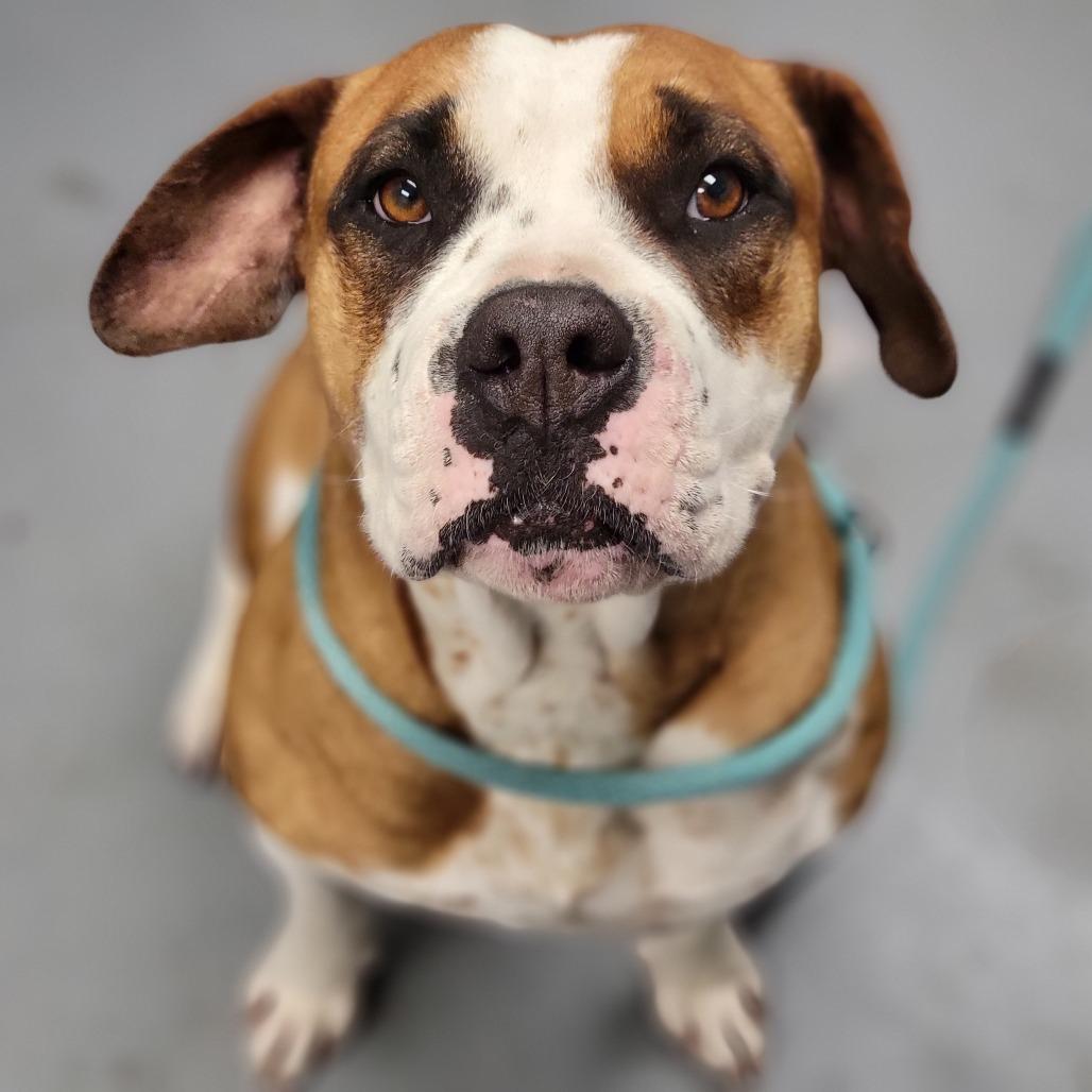 Enlarge Roxy, a Adoptable Mixed Breed in Sarasota, FL image 1/2