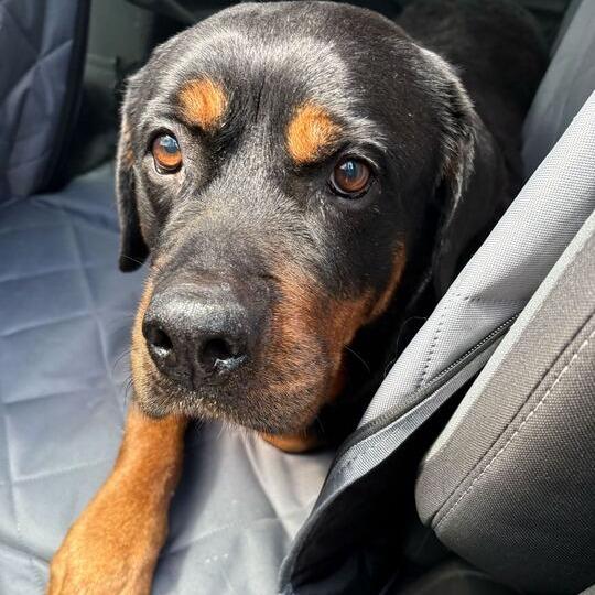 Diva, Adoptable, Senior Female Rottweiler.