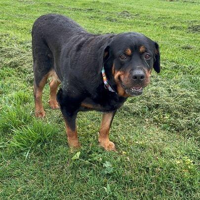 Enlarge Diva, a Adoptable Rottweiler in Turlock, CA image 2/6