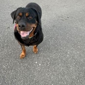 Enlarge Diva, a Adoptable Rottweiler in Turlock, CA image 3/6
