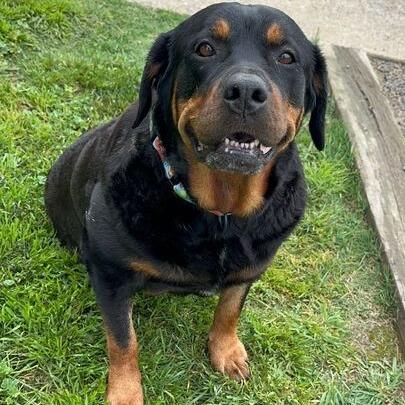 Enlarge Diva, a Adoptable Rottweiler in Turlock, CA image 4/6