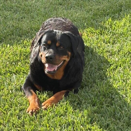 Enlarge Diva, a Adoptable Rottweiler in Turlock, CA image 5/6
