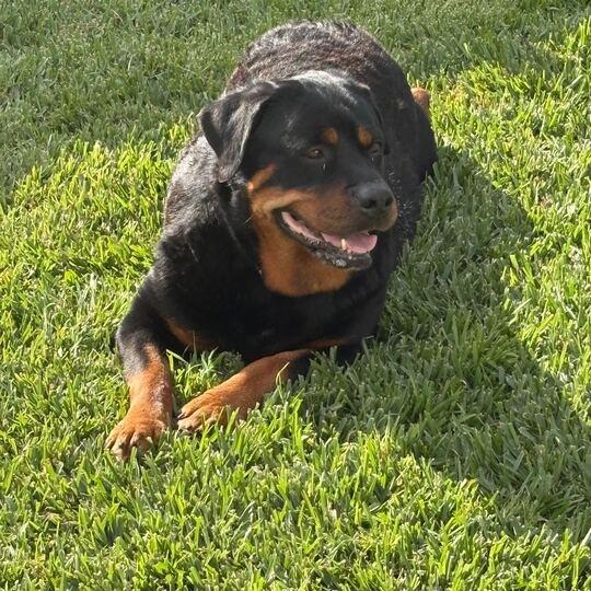 Enlarge Diva, a Adoptable Rottweiler in Turlock, CA image 6/6