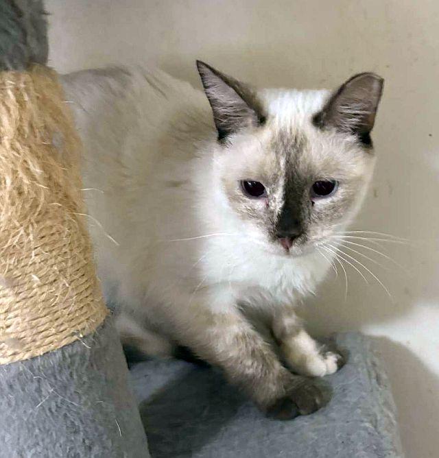 TORY, Adoptable, Young Female Snowshoe.