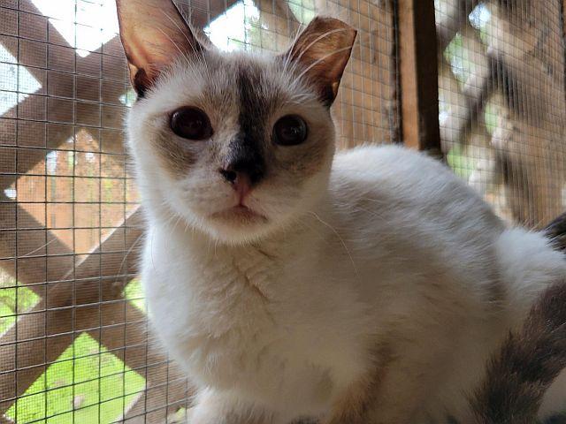 TORY, a Adoptable Snowshoe in Powder Springs, GA image 2/3