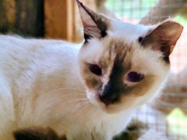 TORY, a Adoptable Snowshoe in Powder Springs, GA image 3/3