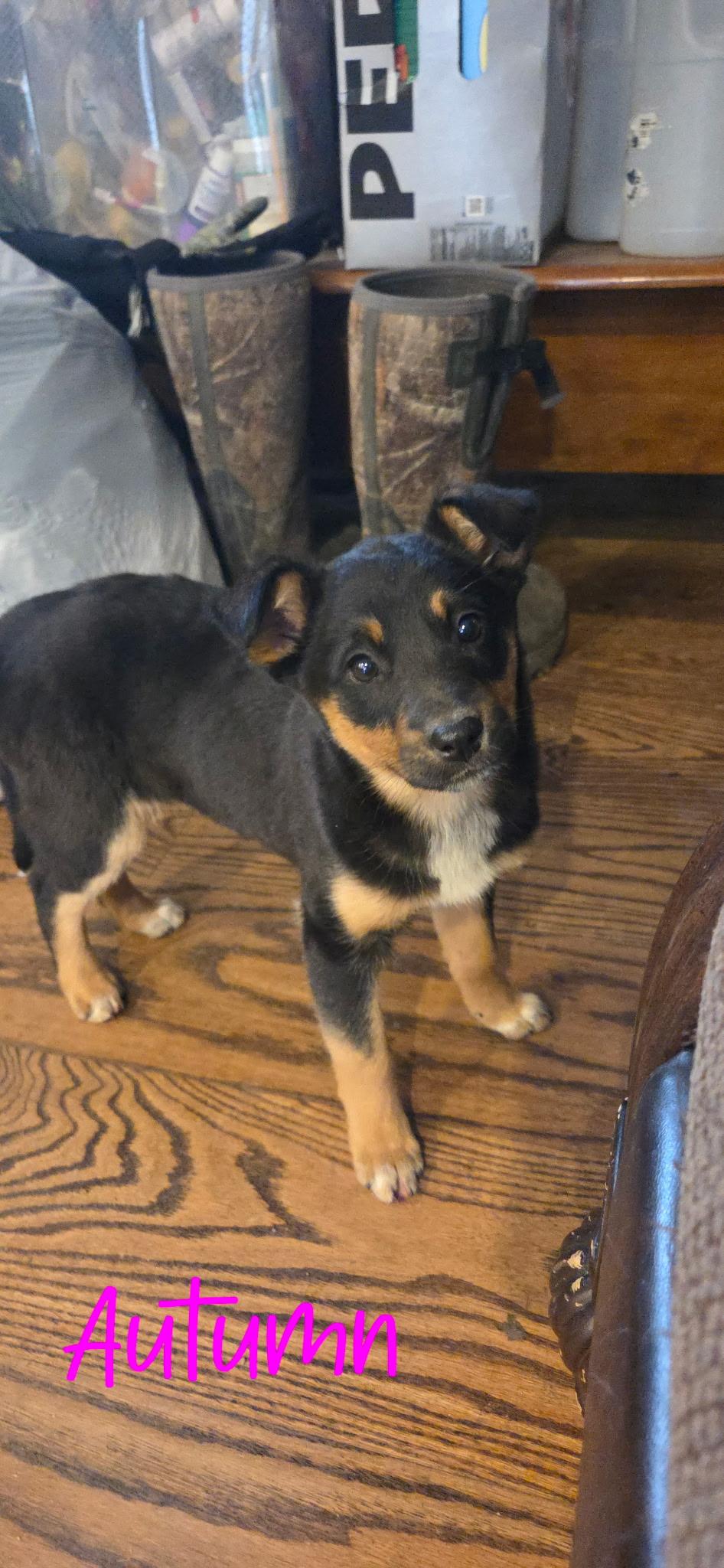 Autumn, ADOPTABLE, Puppy Female Toy Manchester Terrier & Border Collie.