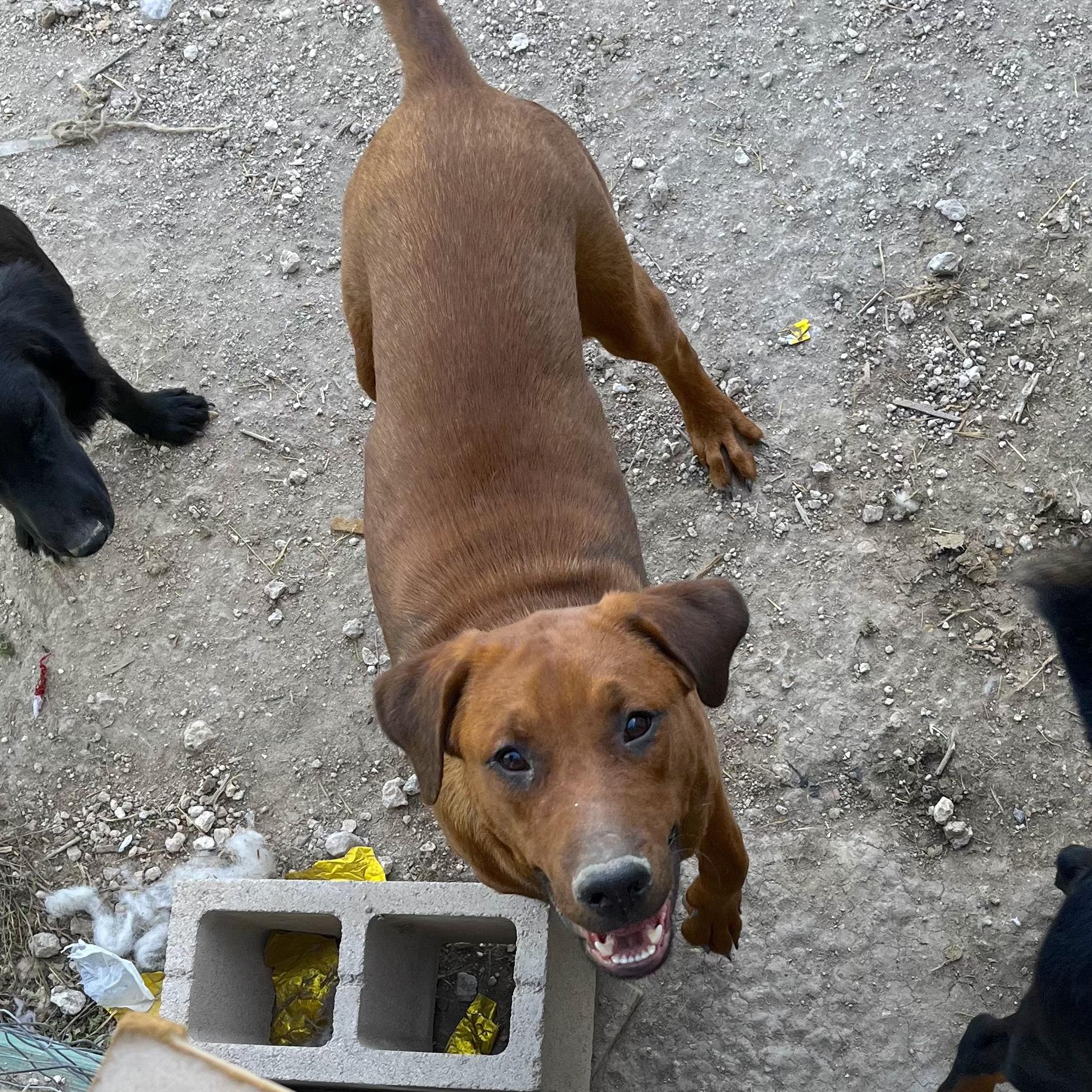 Enlarge Yogi, a Adoptable mixed breed in Concord, NH image 2/6