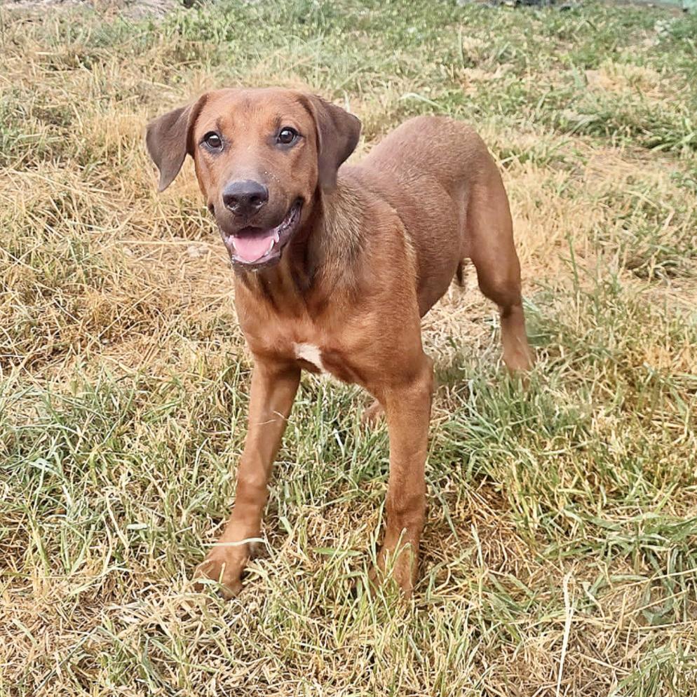 Enlarge Yogi, a Adoptable mixed breed in Concord, NH image 6/6