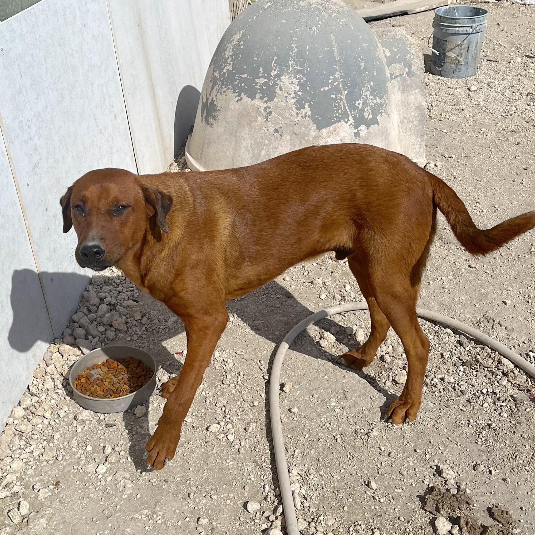 Enlarge Yogi, a Adoptable mixed breed in Concord, NH image 1/6