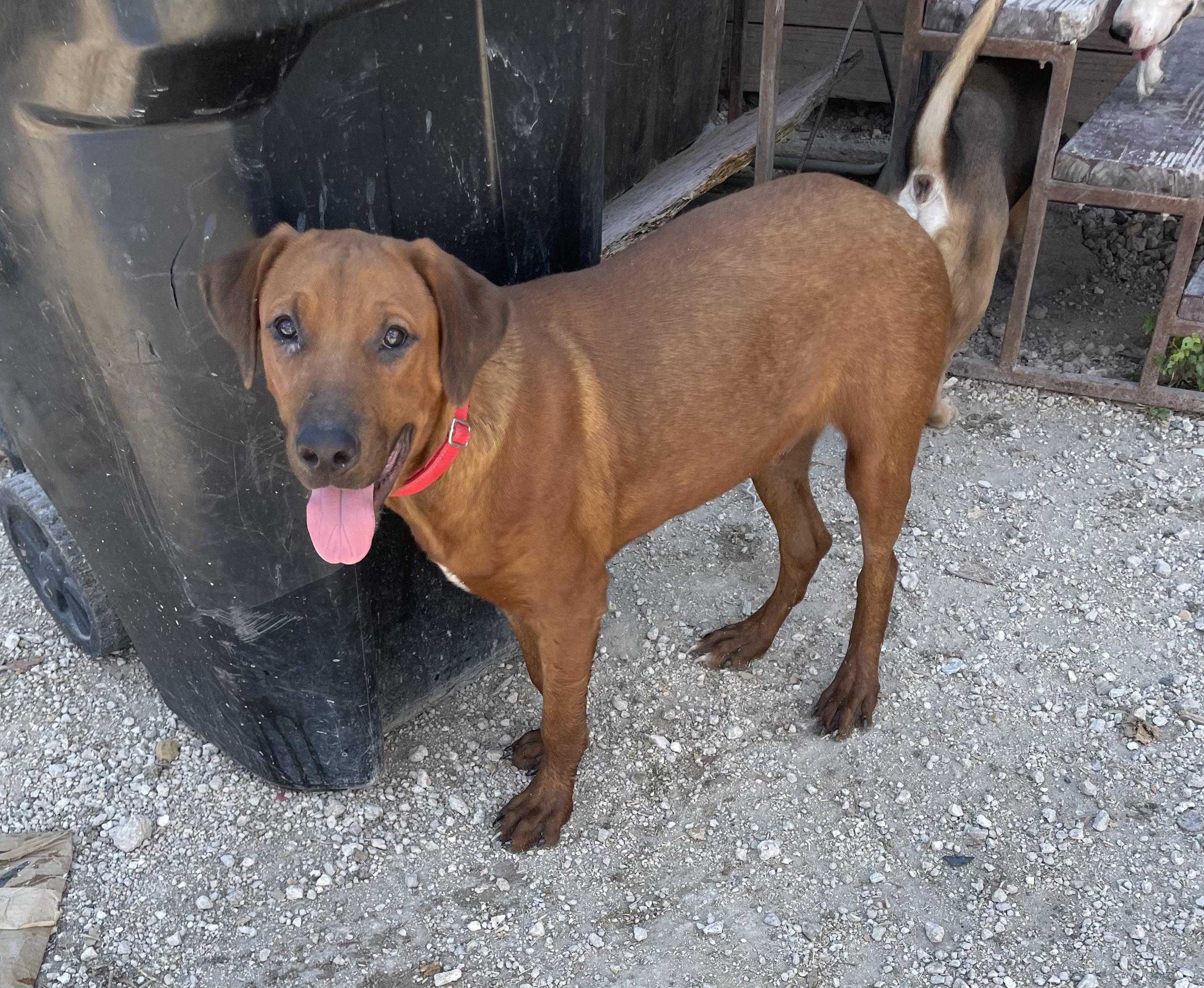 Enlarge Yogi, a Adoptable mixed breed in Concord, NH image 5/6