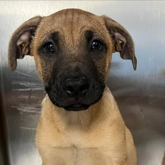 26-659, Adoptable, Puppy Male Black Mouth Cur.