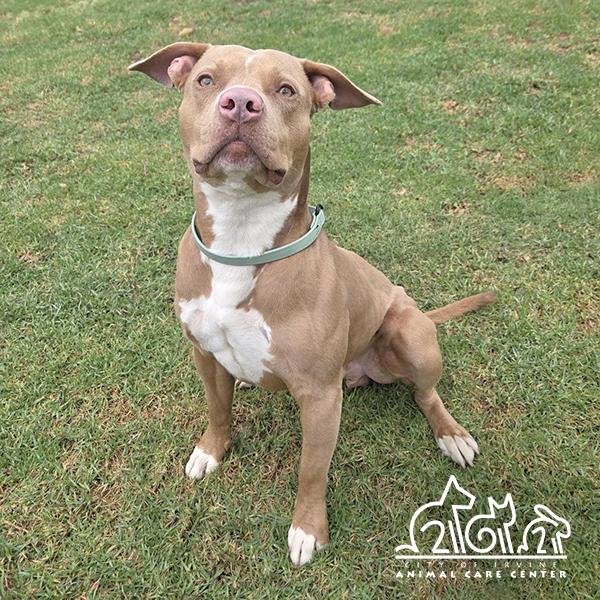 HENRY, Adoptable, Adult Male Pit Bull Terrier.