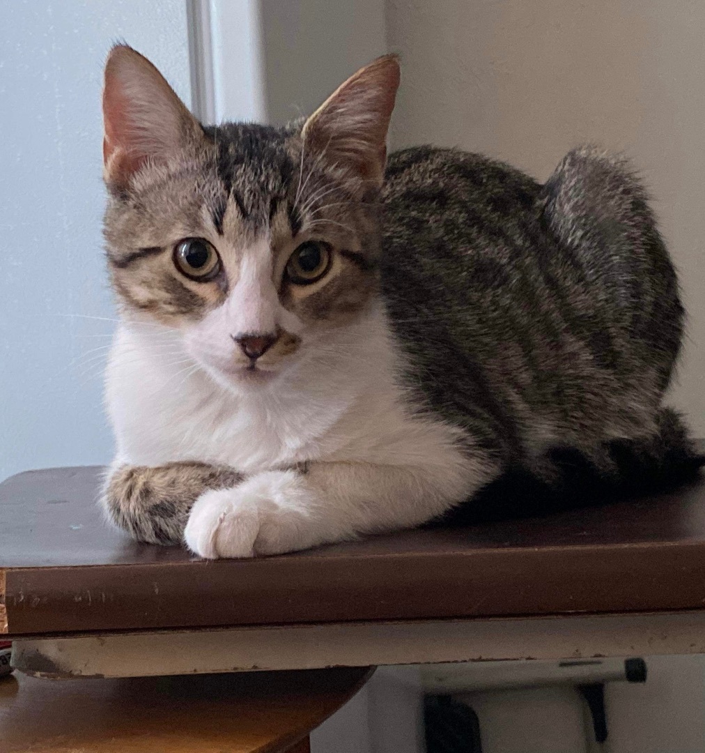 Chowder, Adopted, Kitten Male Domestic Short Hair.