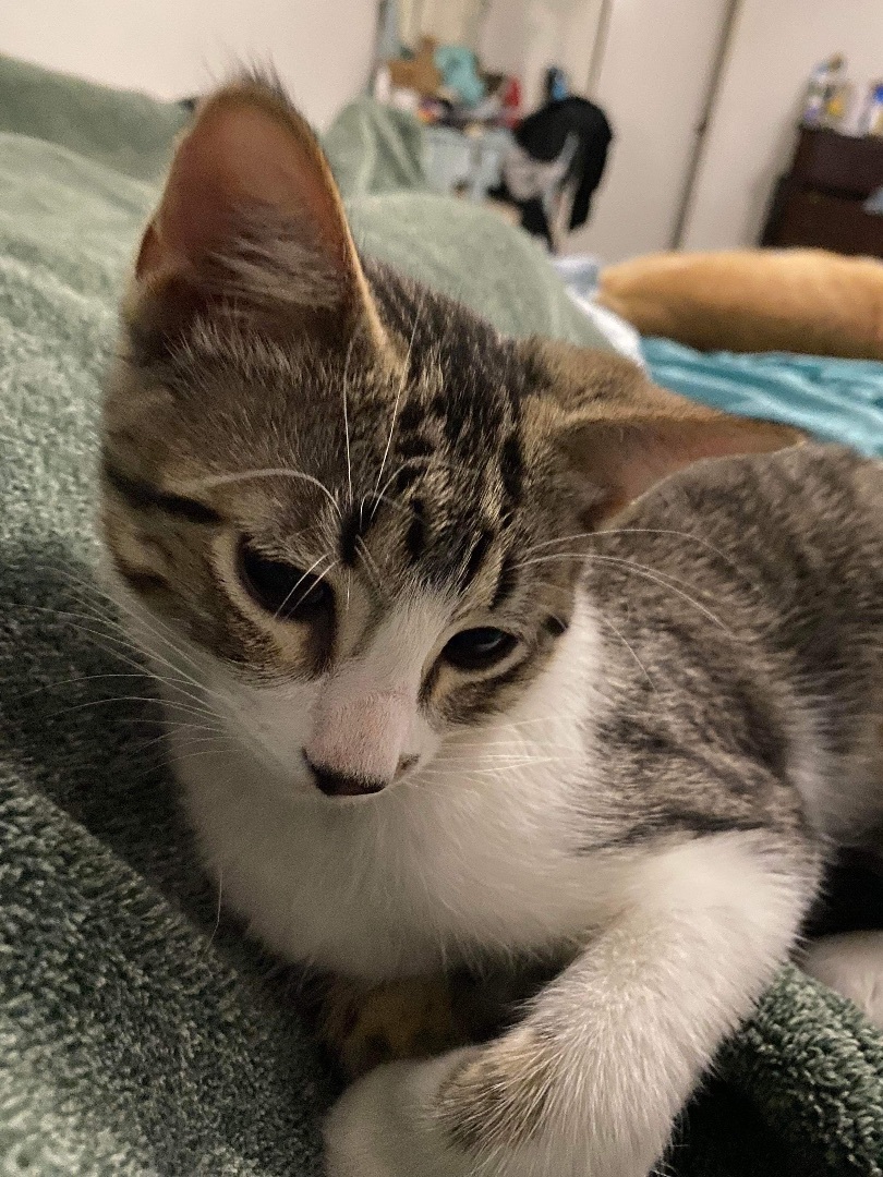 Enlarge Chowder, a Adopted Domestic Short Hair in Bellevue, WA image 2/5