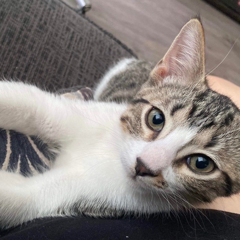 Enlarge Chowder, a Adopted Domestic Short Hair in Bellevue, WA image 3/5