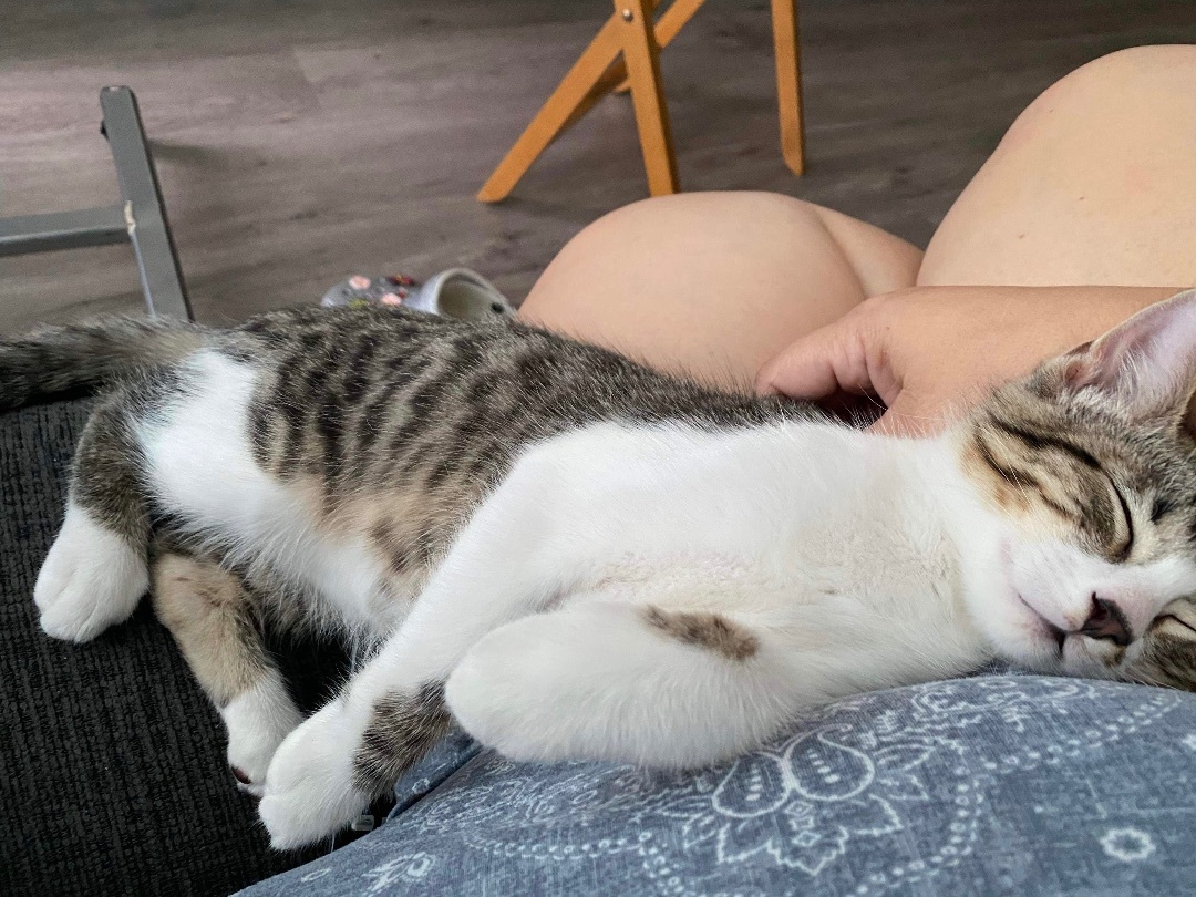 Enlarge Chowder, a Adopted Domestic Short Hair in Bellevue, WA image 4/5