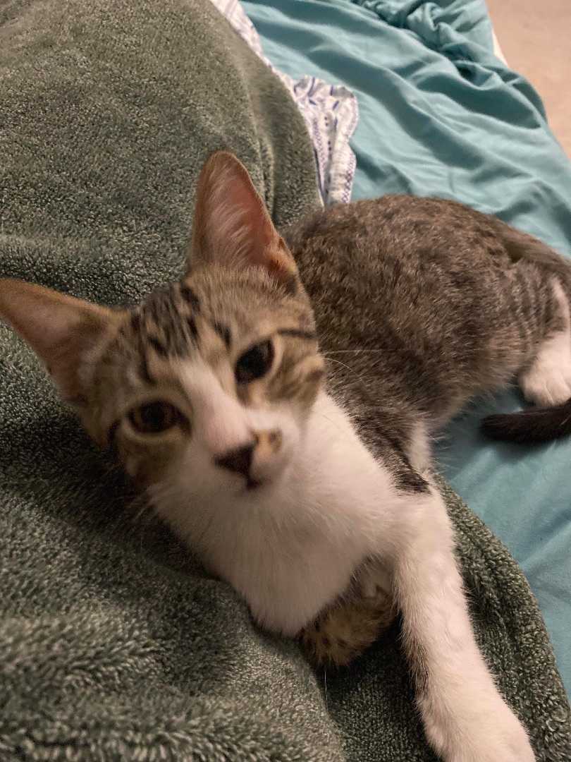 Enlarge Chowder, a Adopted Domestic Short Hair in Bellevue, WA image 5/5