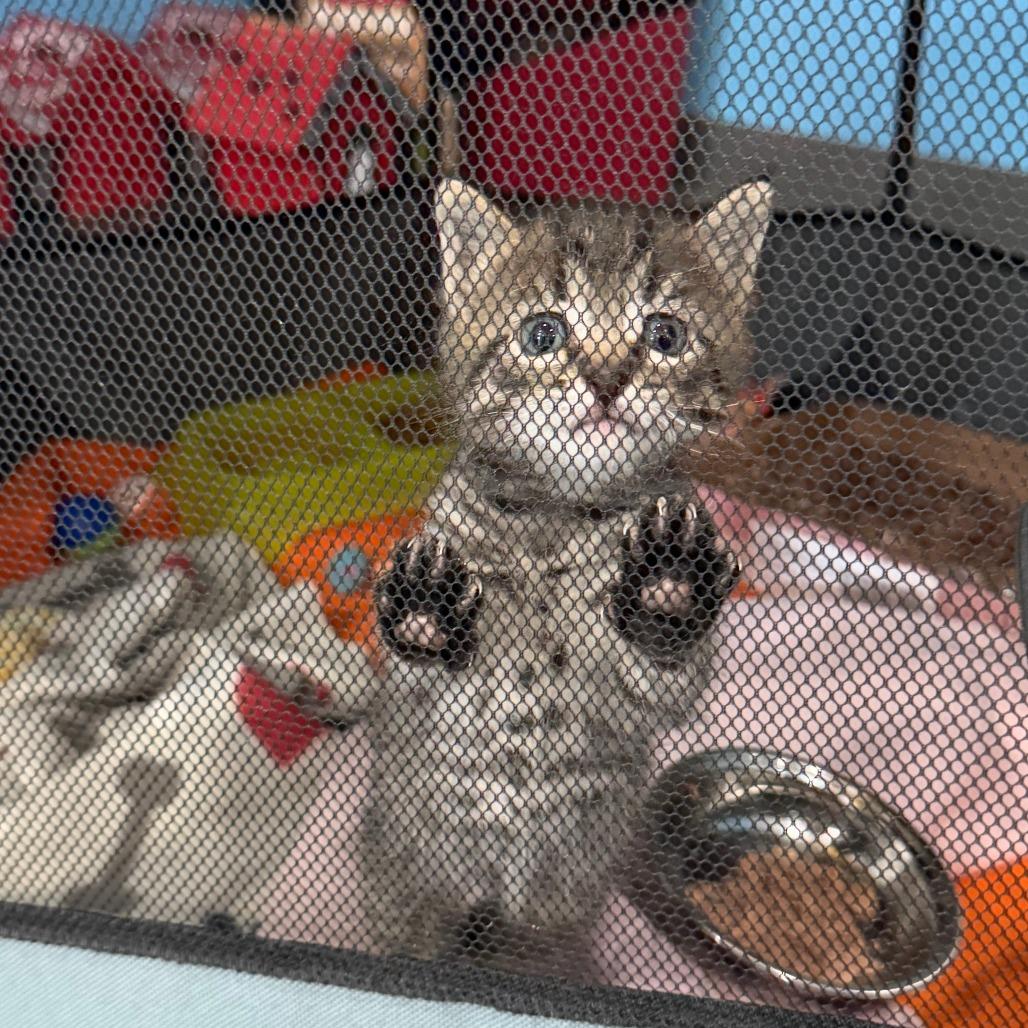 Bambino, Adoptable, Kitten Male Domestic Short Hair.