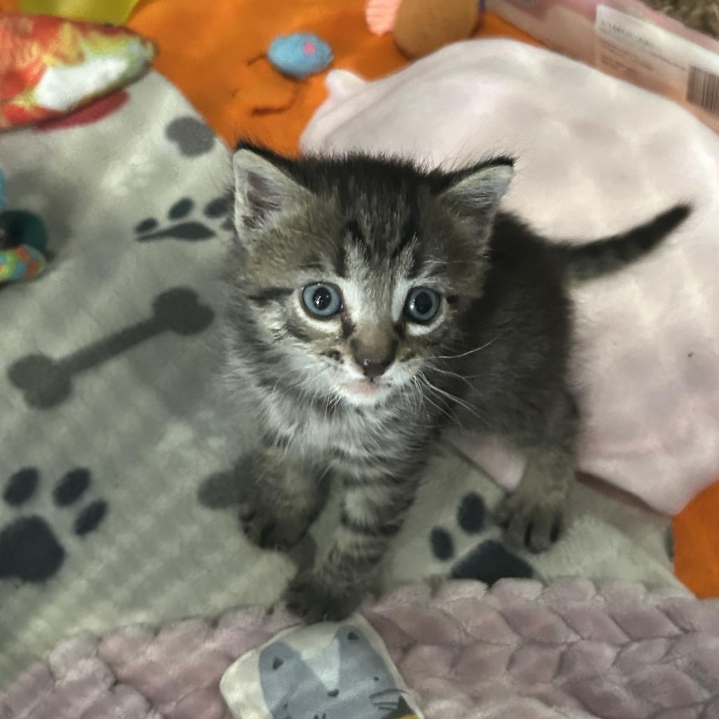 Bambino, a Adoptable Domestic Short Hair in Marion, VA image 3/3