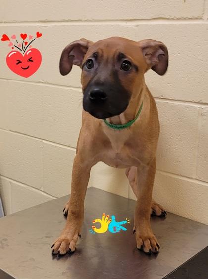 Enlarge Bumble Bee, a Adoptable mixed breed in Sanford, FL image 1/1