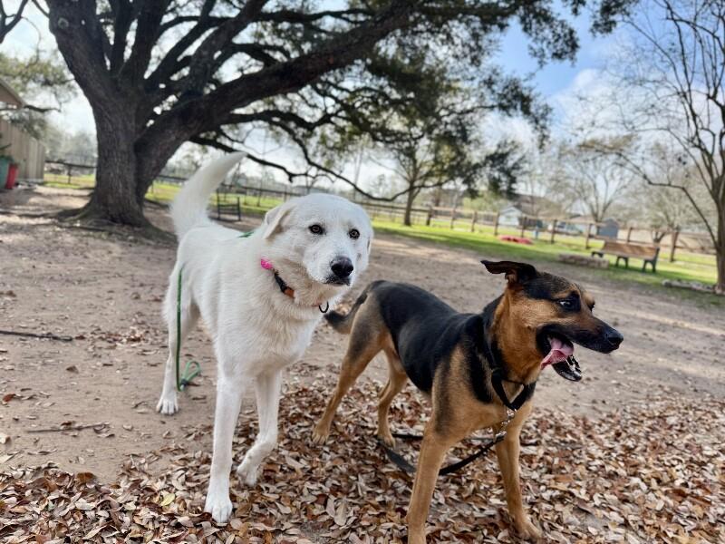 Hank the Family Guy — thumbnail 4