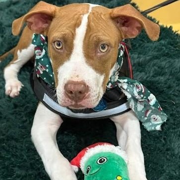 Huxley, ADOPTABLE, Young Male American Staffordshire Terrier.