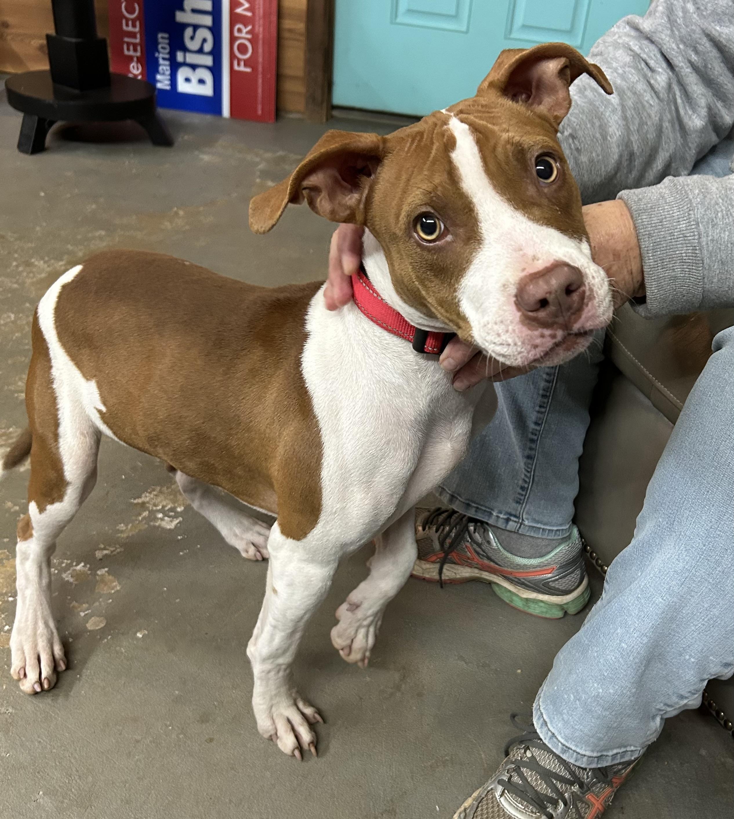 Enlarge Huxley, a ADOPTABLE mixed breed in Llano, TX image 2/3