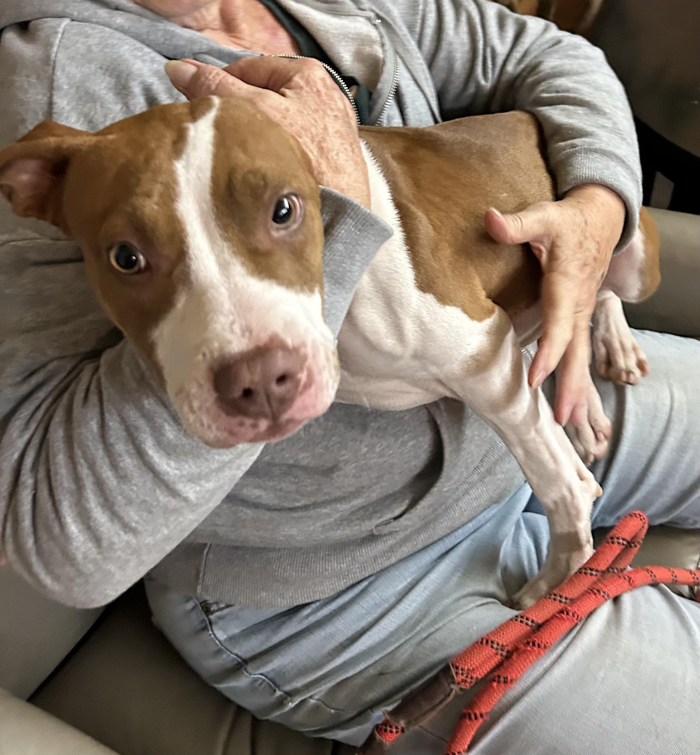 Huxley, adopted, Young Male American Staffordshire Terrier.