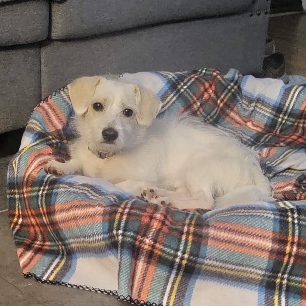 PHILIP, a Adoptable Terrier in Berlin, NJ image 1/6
