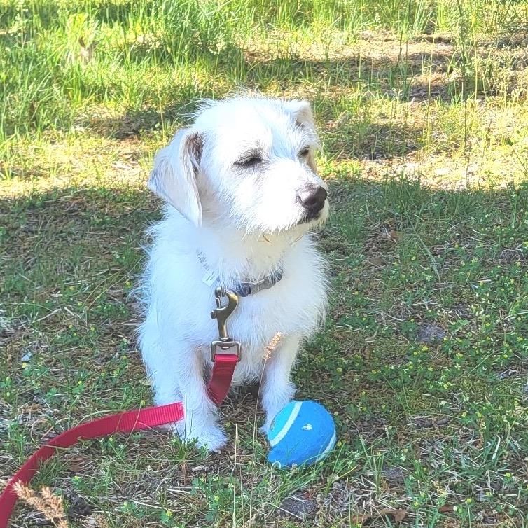 PHILIP, a Adoptable Terrier in Berlin, NJ image 3/6