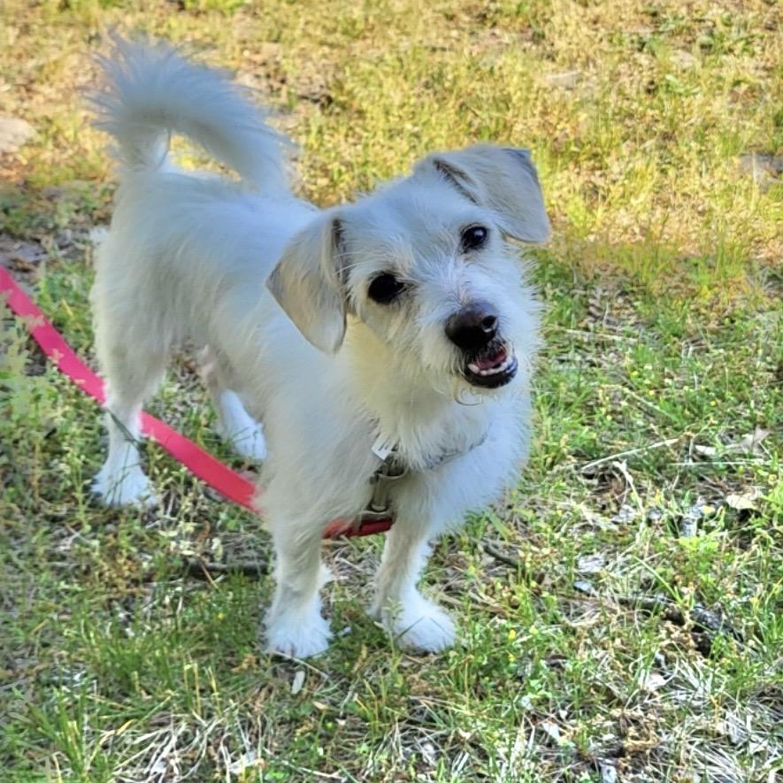 PHILIP, a Adoptable Terrier in Berlin, NJ image 6/6
