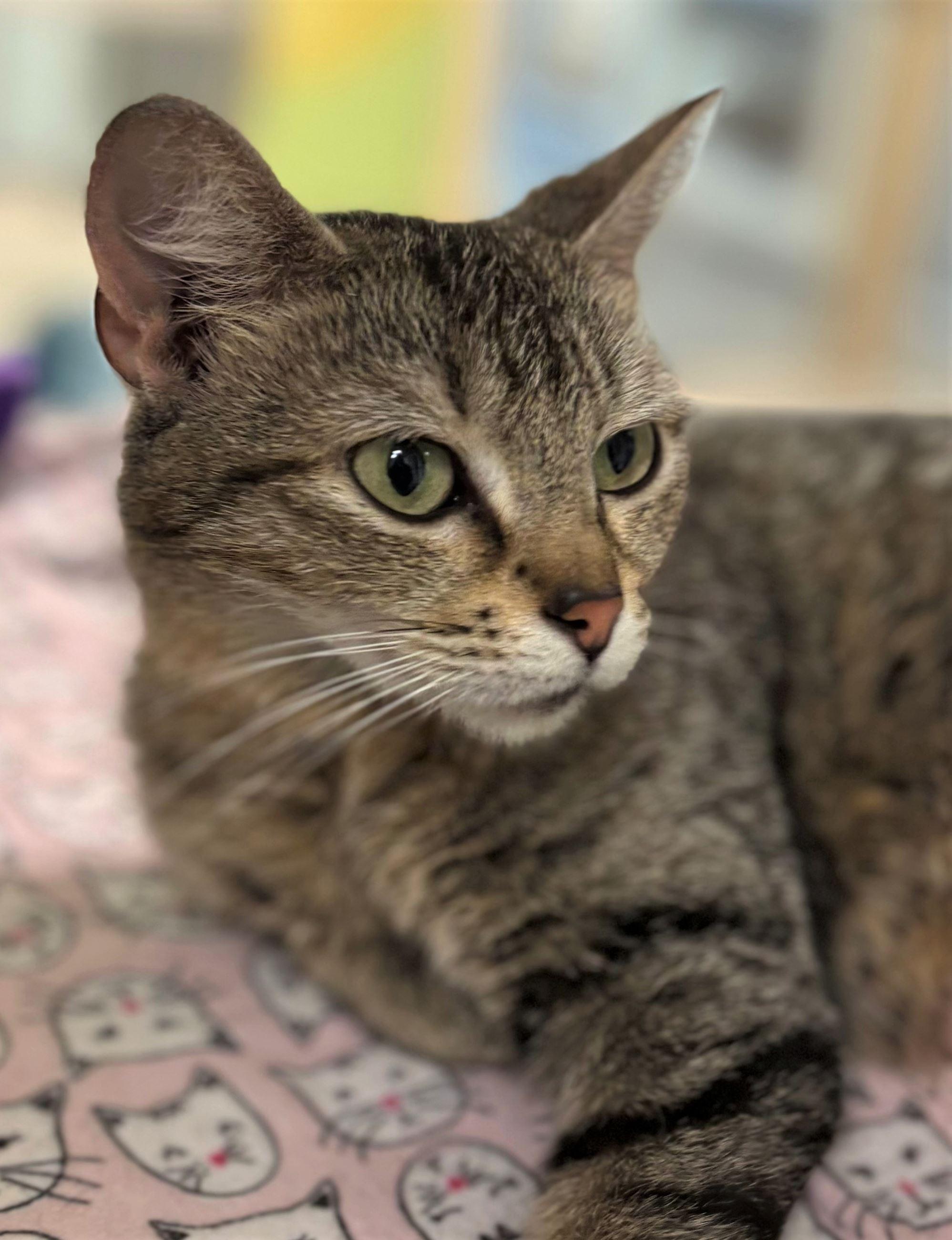Lucy, a ADOPTABLE Domestic Short Hair in Iowa City, IA image 2/2