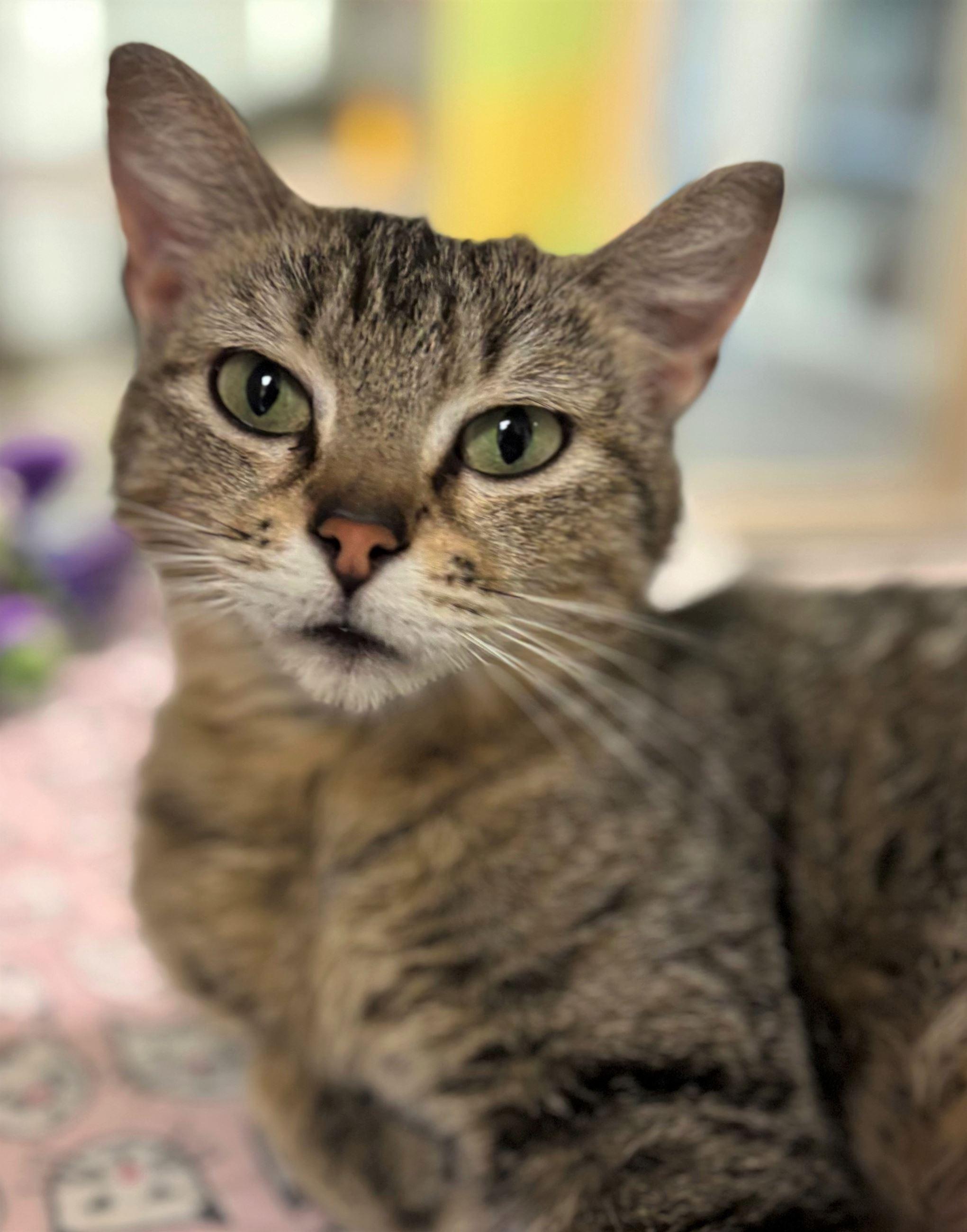Lucy, ADOPTABLE, Adult Female Domestic Short Hair.