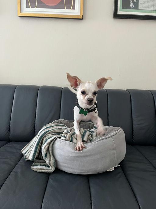 Pluto, Adoptable, Puppy Male Chihuahua.