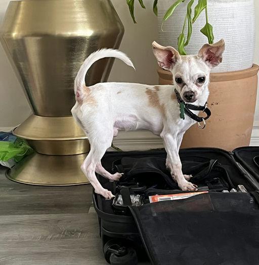 Pluto, a Adoptable Chihuahua in Los Angeles, CA image 2/3