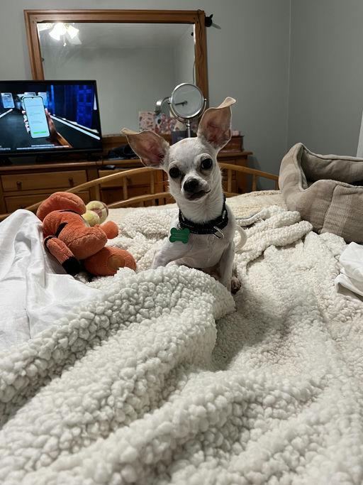 Pluto, a Adoptable Chihuahua in Los Angeles, CA image 3/3