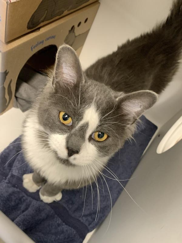 Michael, Adoptable, Adult Male Domestic Medium Hair.