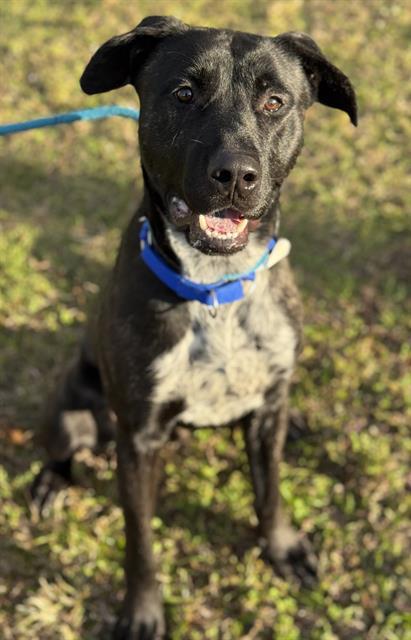 FISHER, Adoptable, Young Male Labrador Retriever & Mixed Breed.