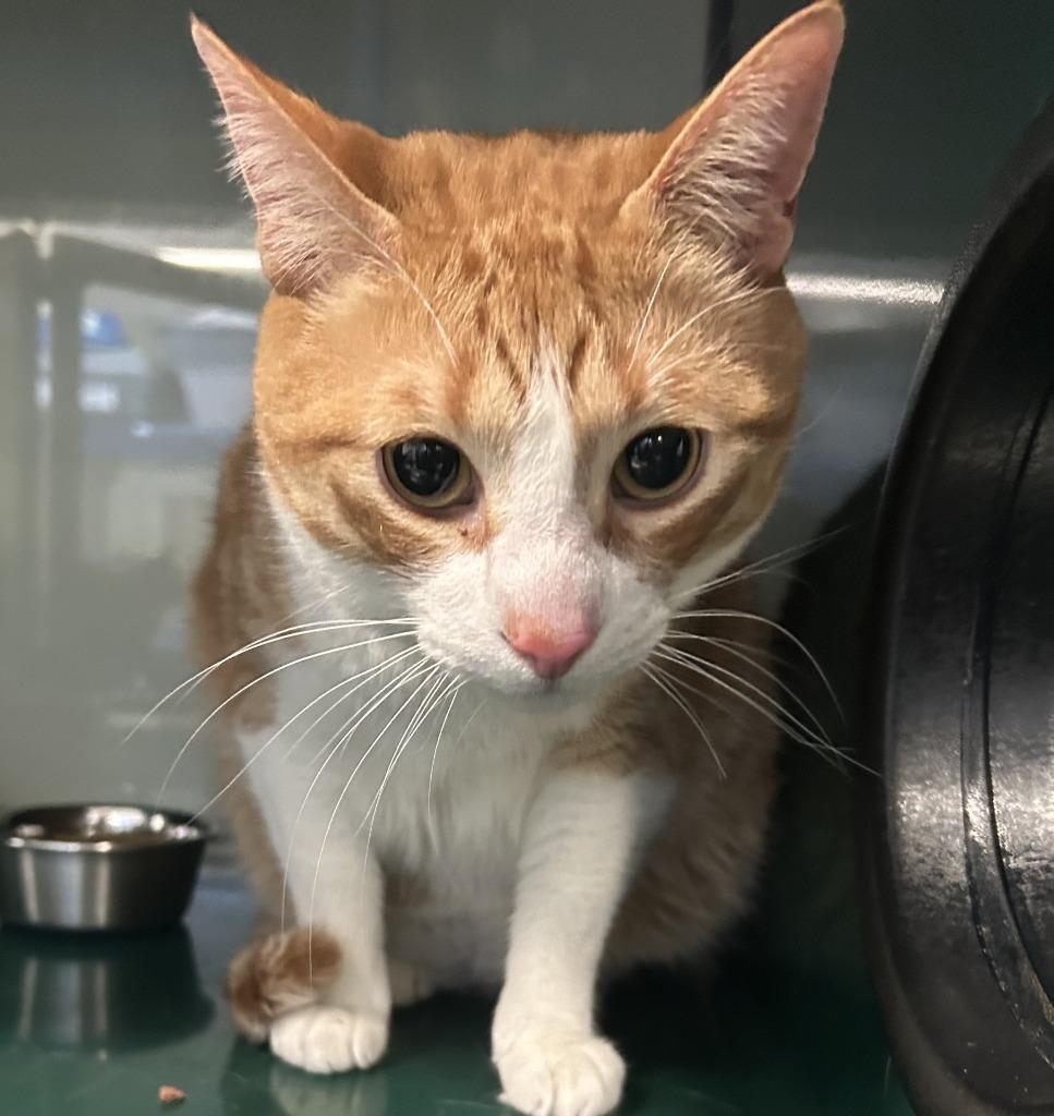 Nancy, Adoptable, Adult Female Domestic Short Hair.