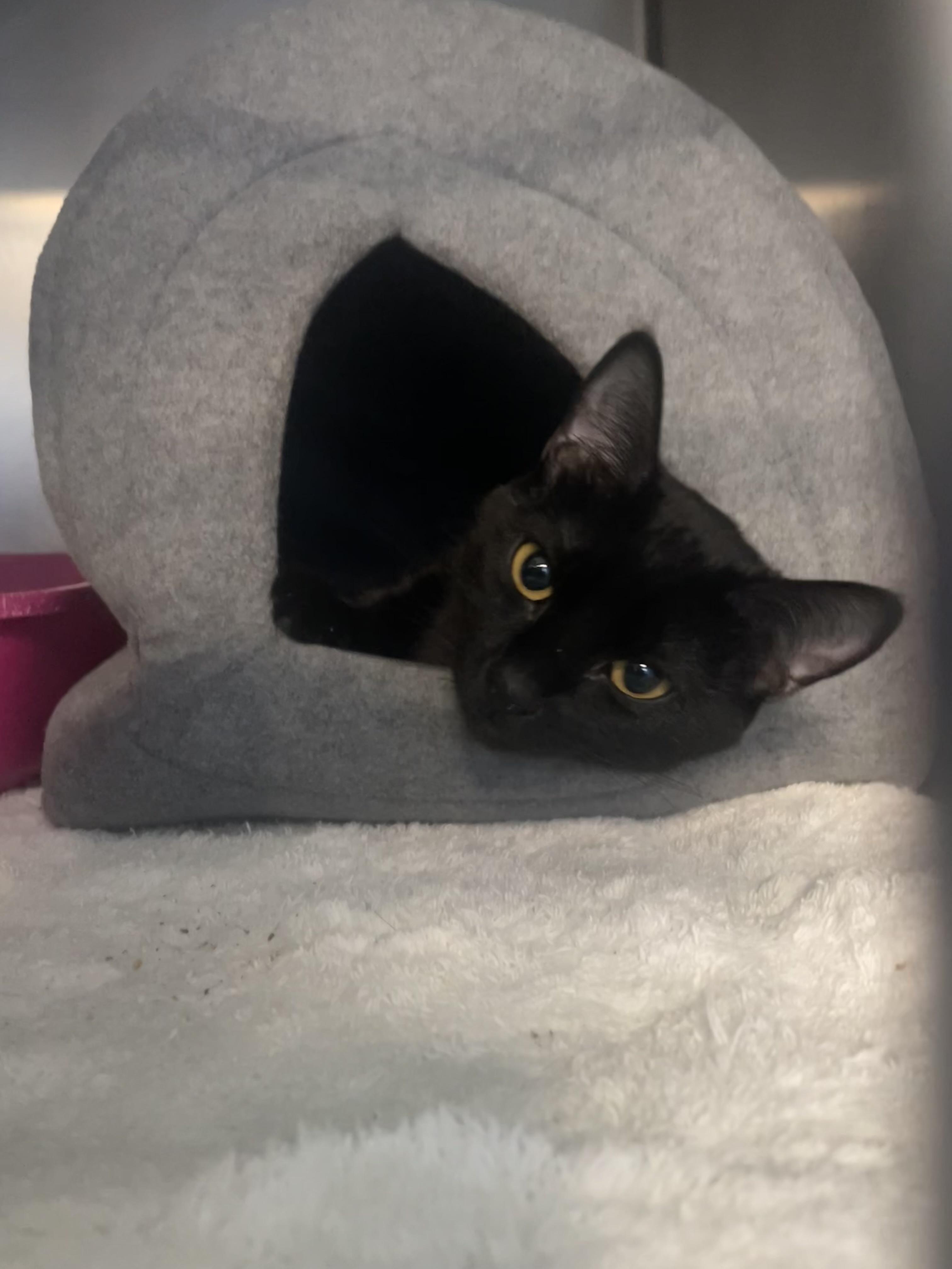 Pepper, ADOPTABLE, Adult Female Domestic Short Hair.