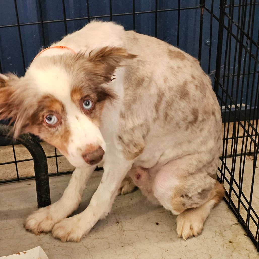 Enlarge Essie, a Adoptable Australian Shepherd in Branson, MO image 1/2