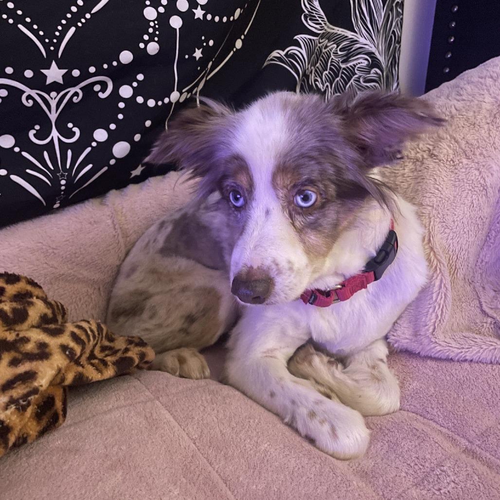 Enlarge Essie, a Adoptable Australian Shepherd in Branson, MO image 2/2