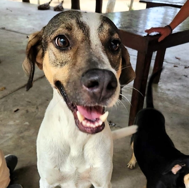 Enlarge Chico, a Adoptable mixed breed in Cancun, ROO image 1/5