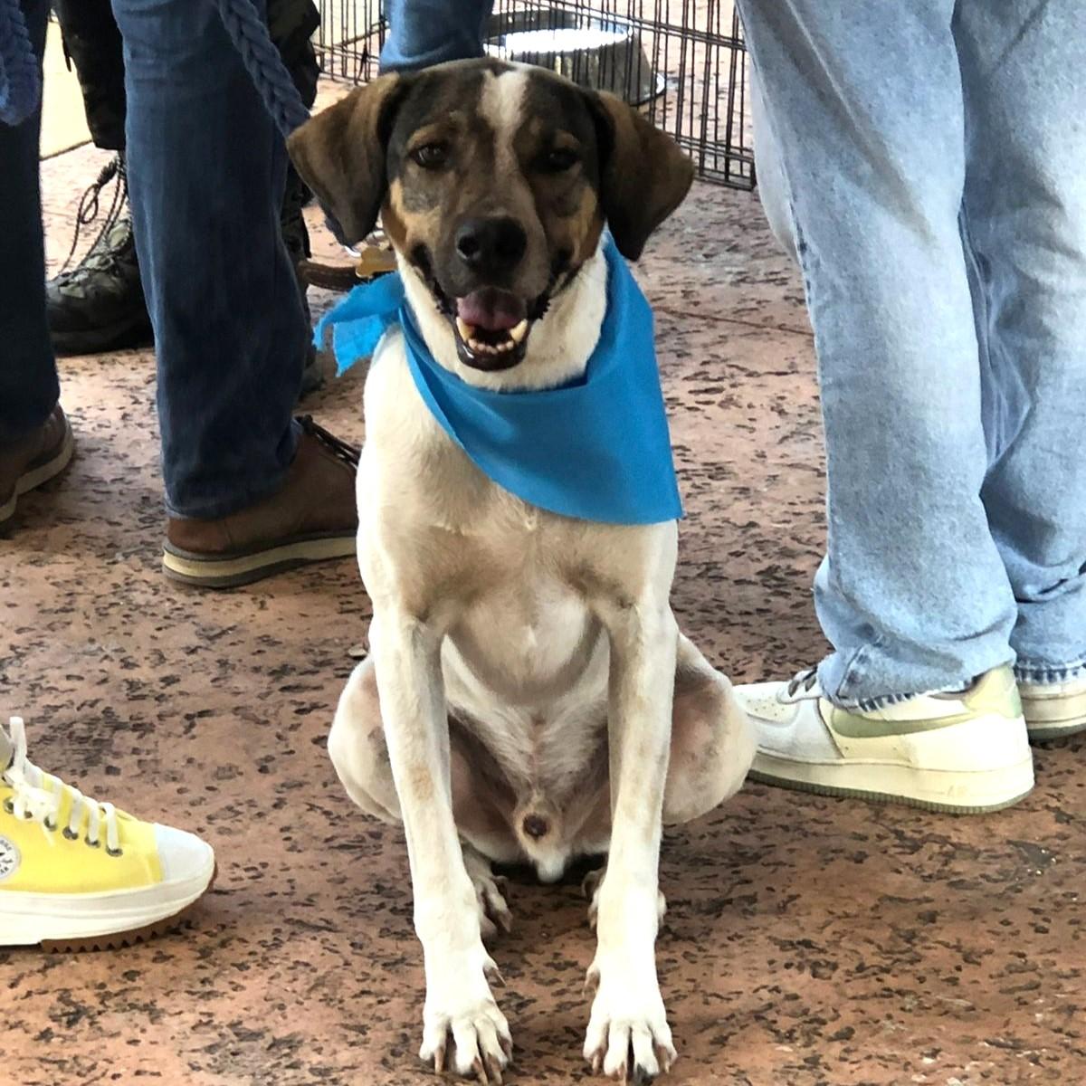 Enlarge Chico, a Adoptable mixed breed in Cancun, ROO image 4/6