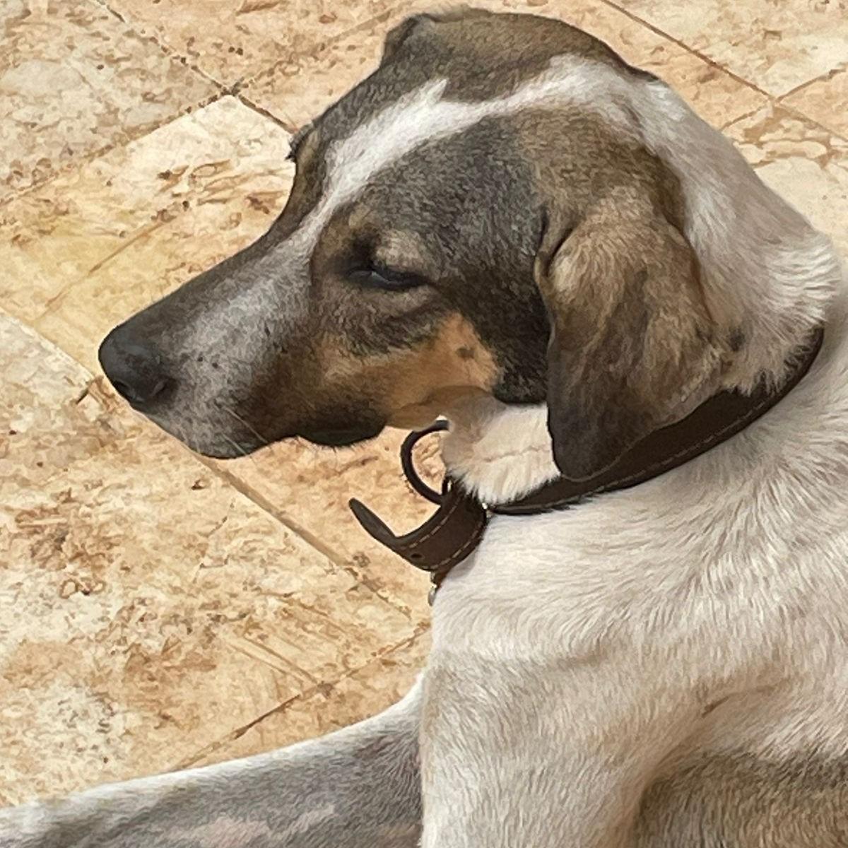 Enlarge Chico, a Adoptable mixed breed in Cancun, ROO image 5/6