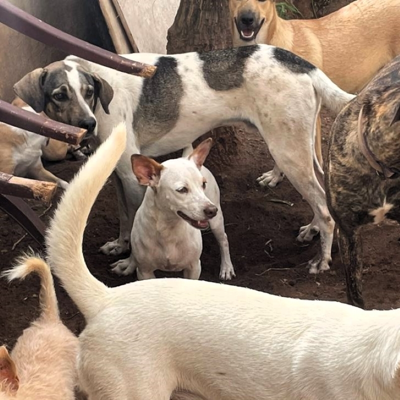 Enlarge Chico, a Adoptable mixed breed in Cancun, ROO image 3/5