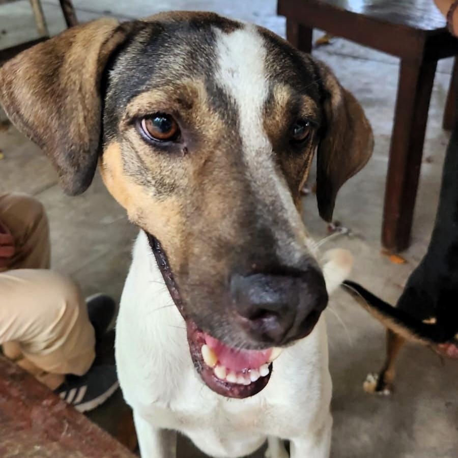 Enlarge Chico, a Adoptable mixed breed in Cancun, ROO image 1/6