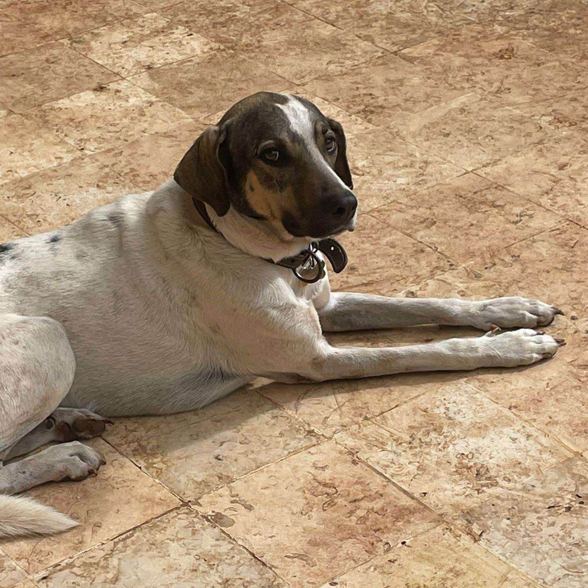 Enlarge Chico, a Adoptable mixed breed in Cancun, ROO image 3/6